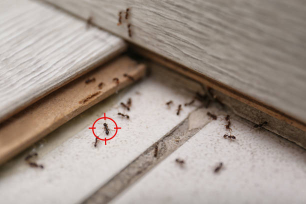 Best Insect Control  in Port Salerno, FL