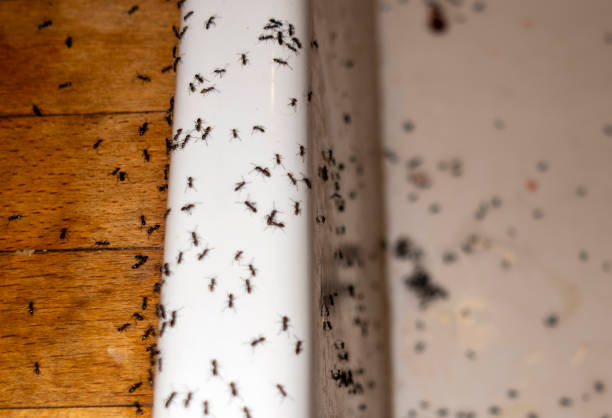 Best Wildlife Control Services  in Port Salerno, FL
