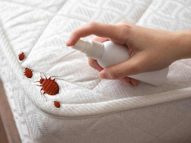 Best Flea Control Services  in Port Salerno, FL